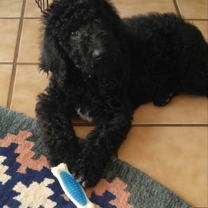 Meet your Posher, Geraldine